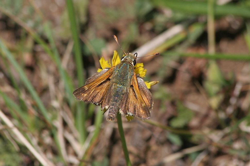 Ochlodes sylvanus?